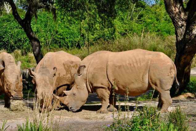 Bathongo Rhino and Lion Nature Reserve Tour