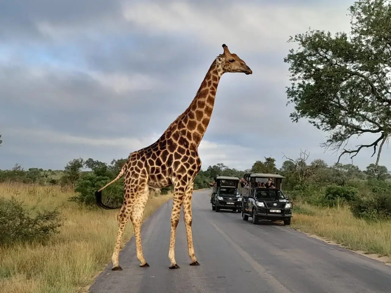 Kruger Park Tours