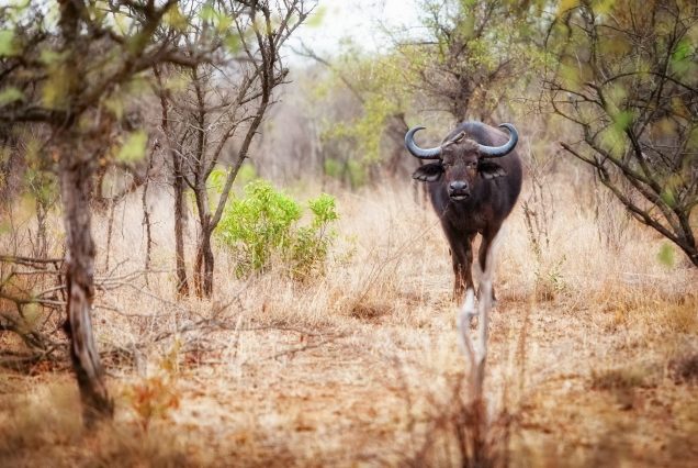 Kruger National Park 2 Day Safaris