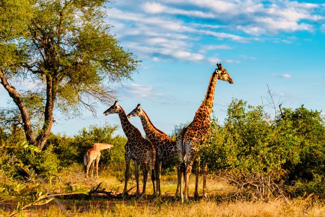 Giraffe in the bush of Kruger national park South Africa during sunset