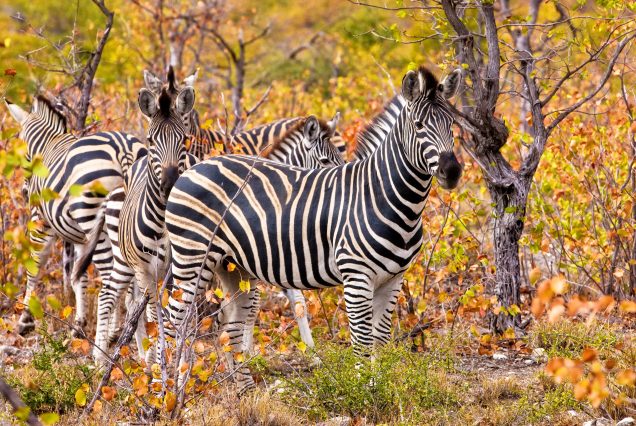 Pilanesberg National Park Day Tour