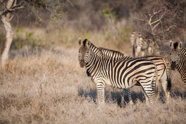 Kruger National Park 5 Day Safaris
