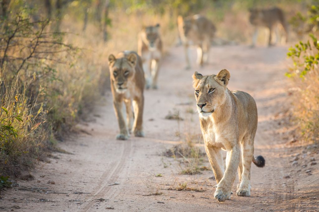 Pilanesberg day tours