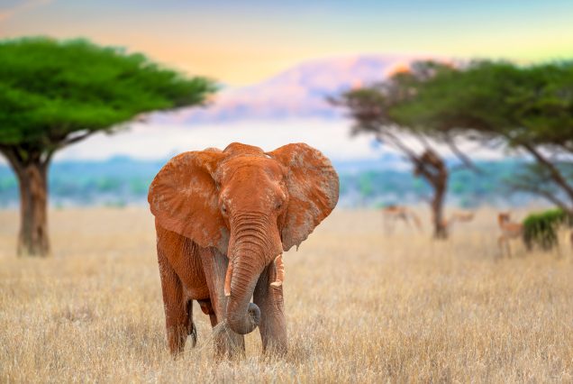 Best Tour Company In South Africa