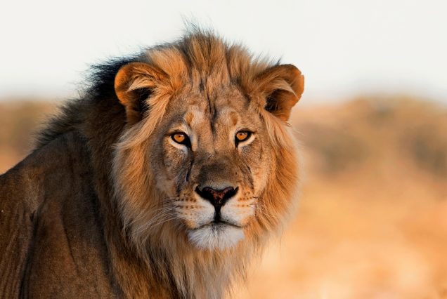 Kruger National Park 4 Day Safaris