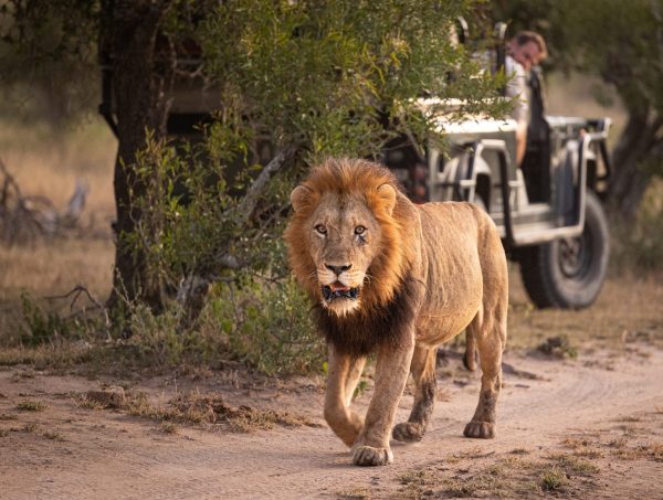 Unrivaled Safari Adventures