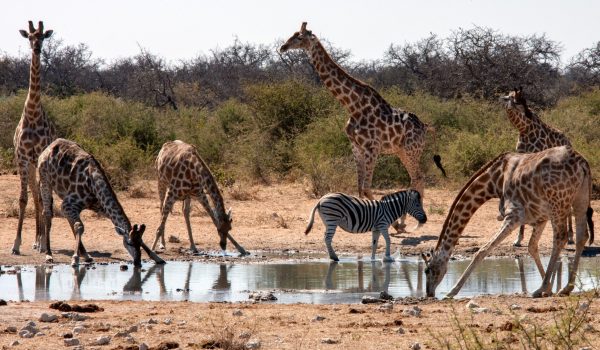 Group of Giraffe and a zebra at a waterhole in Etosha National Park in Namibia, Africa.